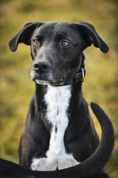 Franklin im Tierheim Lüdinghausen