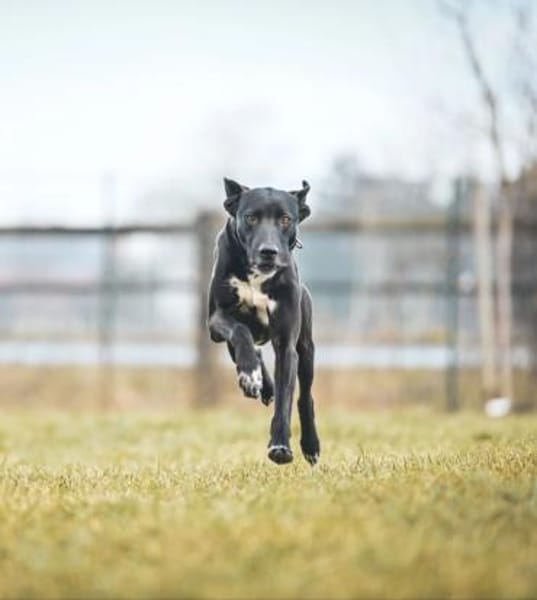 Franklin im Tierheim Lüdinghausen