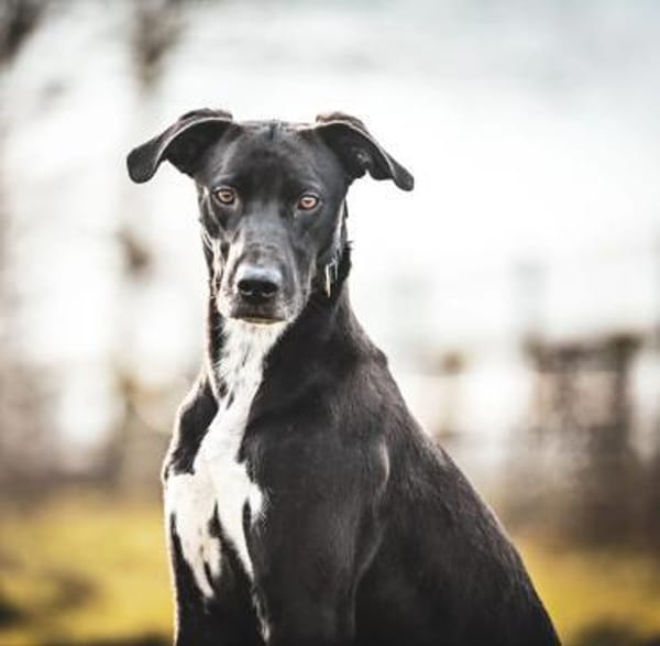 Franklin im Tierheim Lüdinghausen