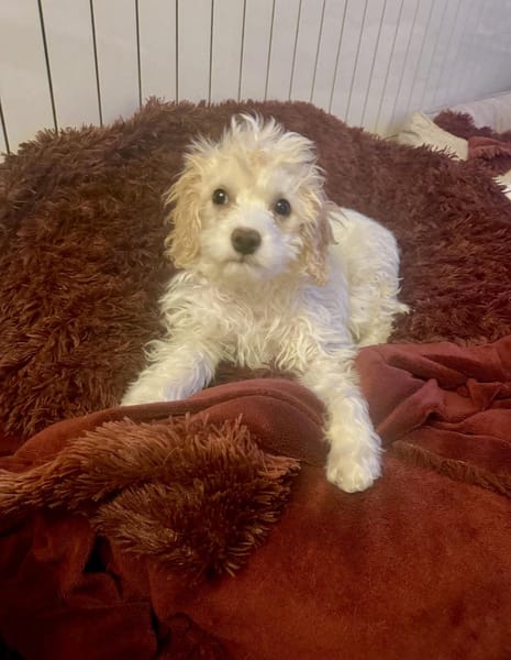 Cavapo Mix Mädchen Daysi