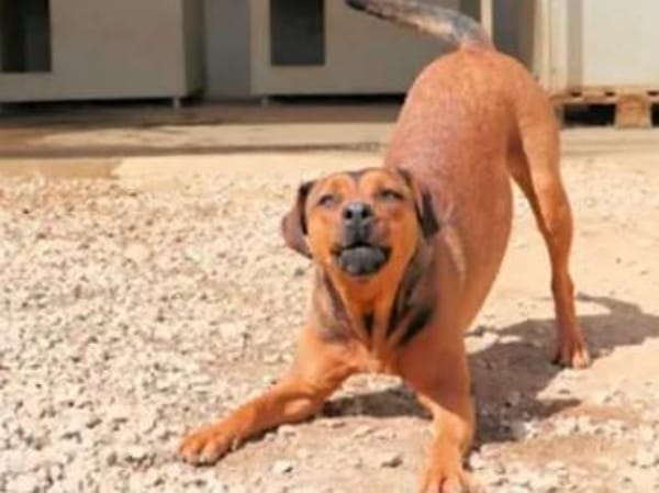 ARABELLA - freundlich und neugierig