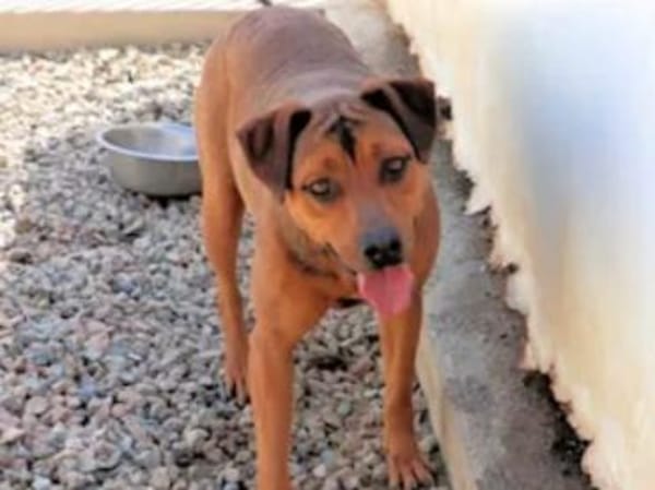 ARABELLA - freundlich und neugierig