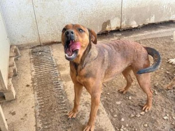 ARABELLA - freundlich und neugierig