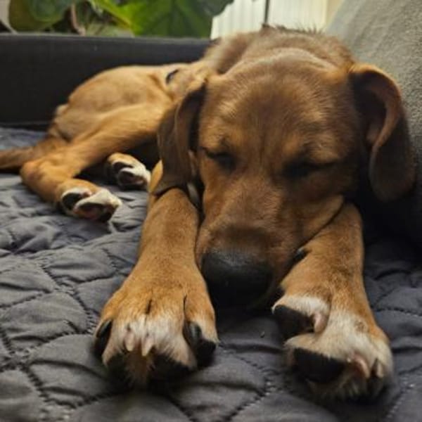 Jarah ♥ sucht ihr Für-immer-Körbchen