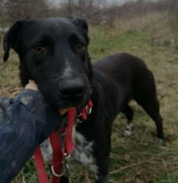 Amando - ruhiger und freundlicher Senior