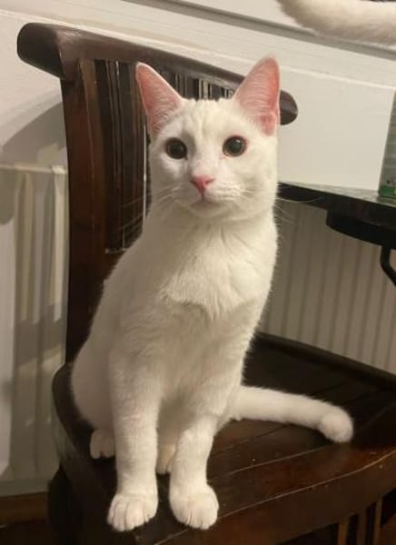 Probiers mal mit Gemütlichkeit