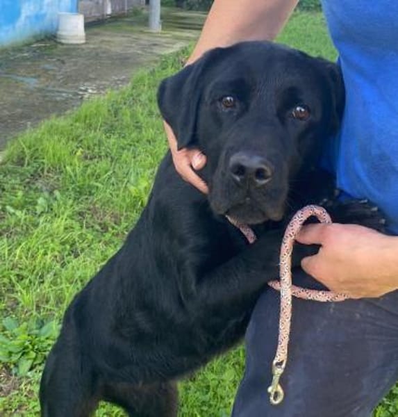 Bibbi wartet im Tierheim Sulzbach