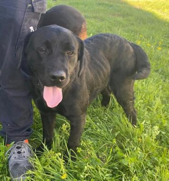 Bibbi wartet im Tierheim Sulzbach