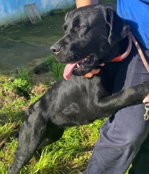 Bibbi wartet im Tierheim Sulzbach