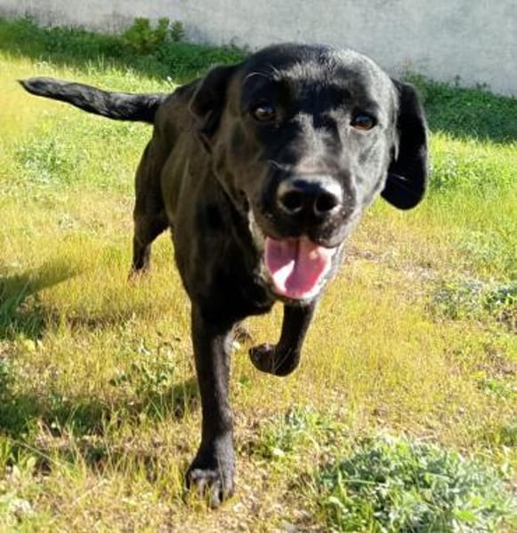 Bibbi wartet im Tierheim Sulzbach