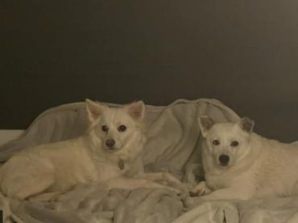 Albutu - der Schatz!