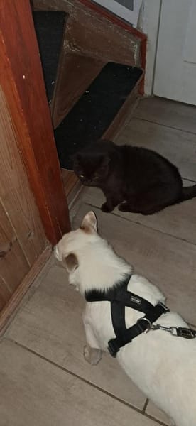 Albutu - der Schatz!