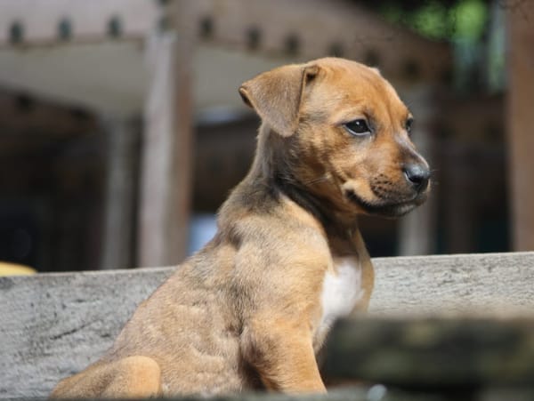 KARAMELLE, Chiot femelle Berger Créole