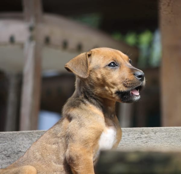 KARAMELLE, Chiot femelle Berger Créole