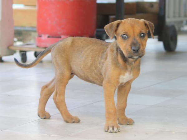 KARAMELLE, Chiot femelle Berger Créole