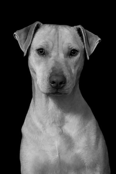 PHOENIX Croisée Labrador Femelle junior