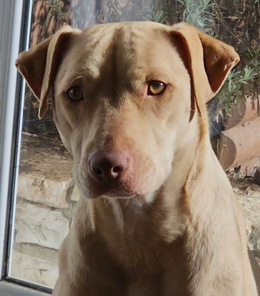 PHOENIX Croisée Labrador Femelle junior