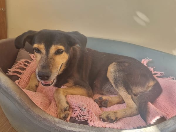 BOLT,  Chien adulte Berger Créole