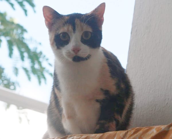 PRUNELLE, chat femelle européen junior