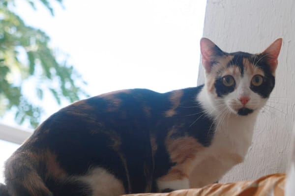 PRUNELLE, chat femelle européen junior