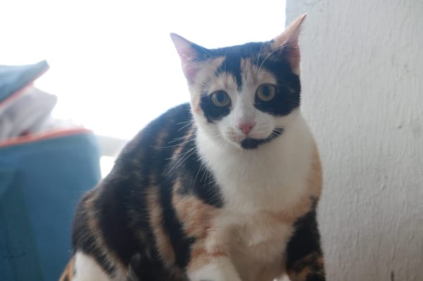 PRUNELLE, chat femelle européen junior