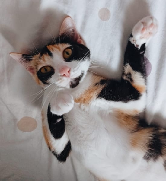 RAYA, chaton femelle européen