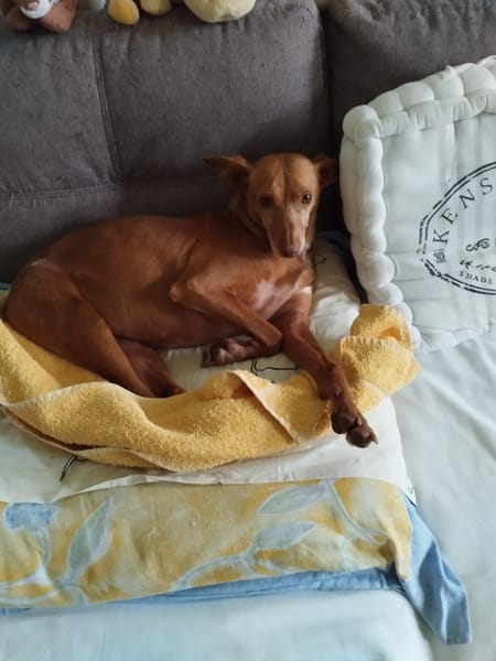 HERA (FA) ***URGENT***