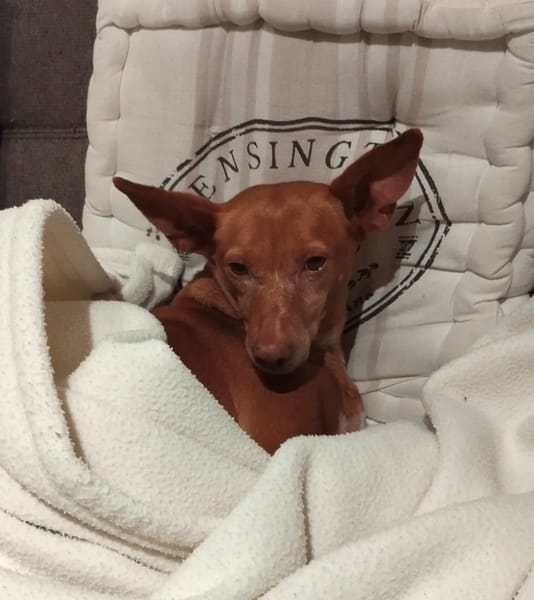 HERA (FA) ***URGENT***