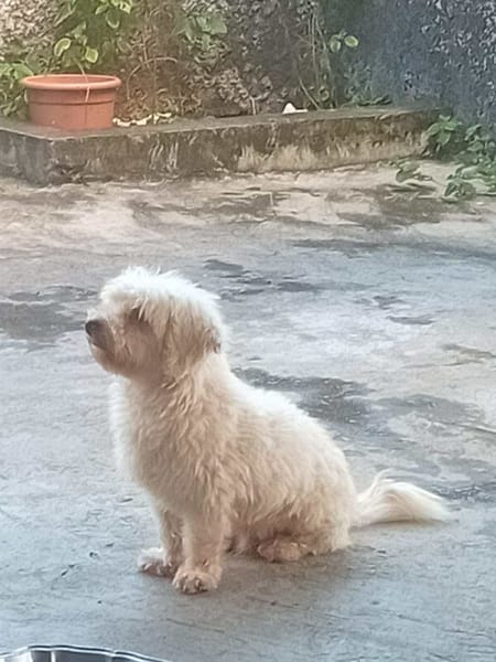 À L’ADOPTION, SNOW , adorable petit  BICHON Mâle !