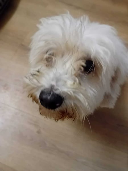 À L’ADOPTION, SNOW , adorable petit  BICHON Mâle !