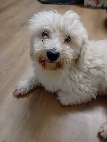 À L’ADOPTION, SNOW , adorable petit  BICHON Mâle !
