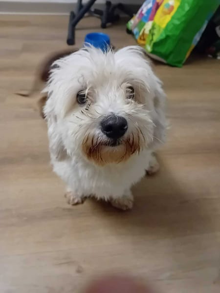 À L’ADOPTION, SNOW , adorable petit  BICHON Mâle !