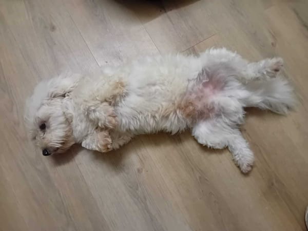 À L’ADOPTION, SNOW , adorable petit  BICHON Mâle !