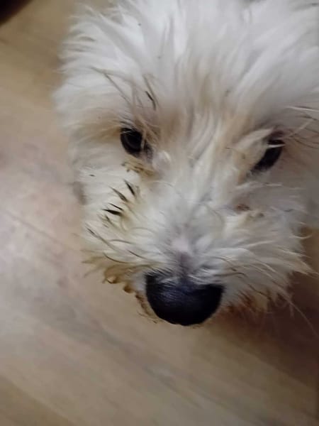 À L’ADOPTION, SNOW , adorable petit  BICHON Mâle !