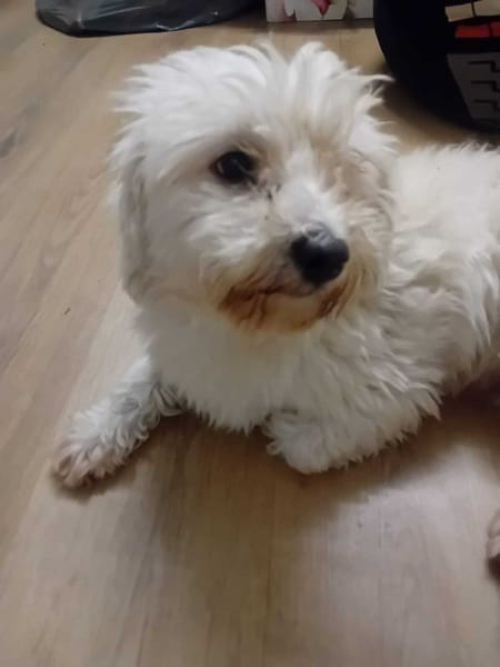 À L’ADOPTION, SNOW , adorable petit  BICHON Mâle !