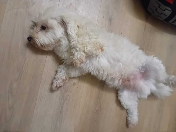 À L’ADOPTION, SNOW , adorable petit  BICHON Mâle !