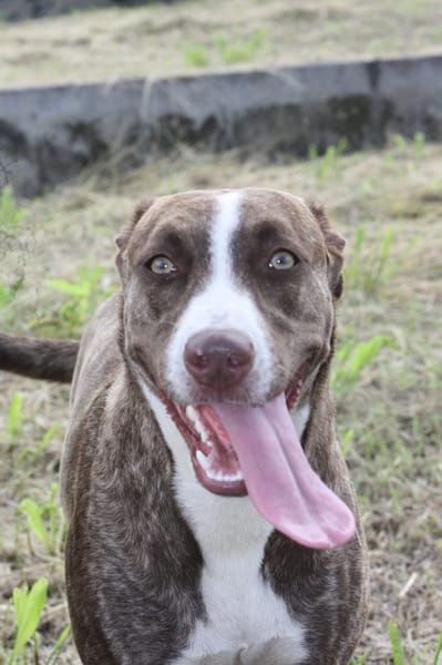 CANDY, Femelle Berger Créole junior