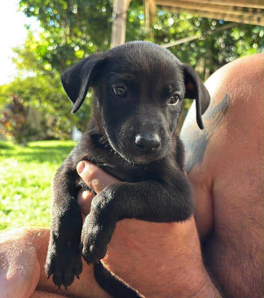GUIZMO, Chiot mâle Croisé Labrador