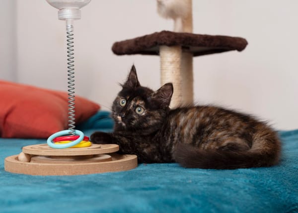 🐾Leica, femelle X européen née le 02/10/2025🐱