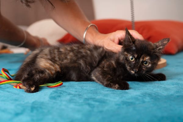 🐾Leica, femelle X européen née le 02/10/2025🐱