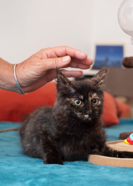 🐾Leica, femelle X européen née le 02/10/2025🐱