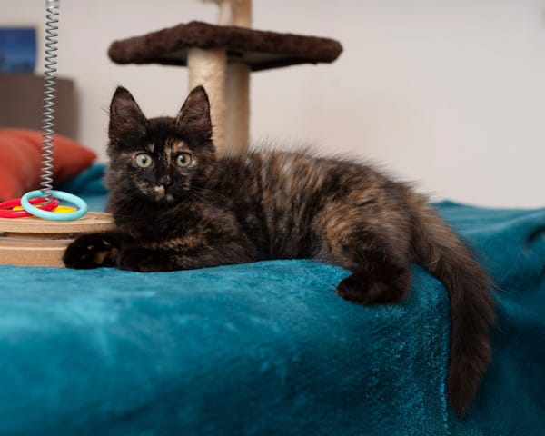 🐾Leica, femelle X européen née le 02/10/2025🐱