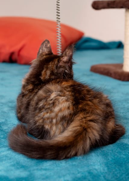 🐾Leica, femelle X européen née le 02/10/2025🐱