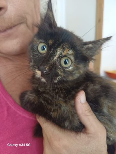 🐾Leica, femelle X européen née le 02/10/2025🐱