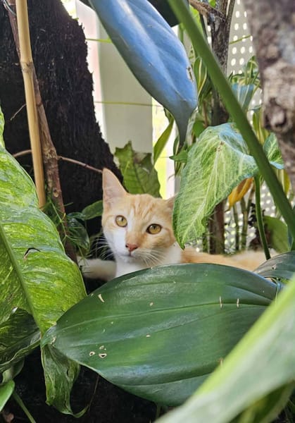 🐾 Bennie, femelle X européen née le 05/09/2025 🐱