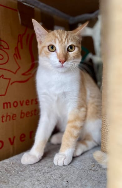 🐾 Bennie, femelle X européen née le 05/09/2025 🐱