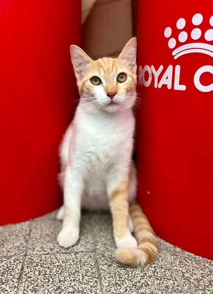 🐾 Bennie, femelle X européen née le 05/09/2025 🐱