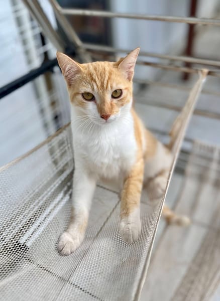 🐾 Bennie, femelle X européen née le 05/09/2025 🐱