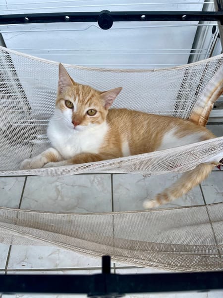 🐾 Bennie, femelle X européen née le 05/09/2025 🐱