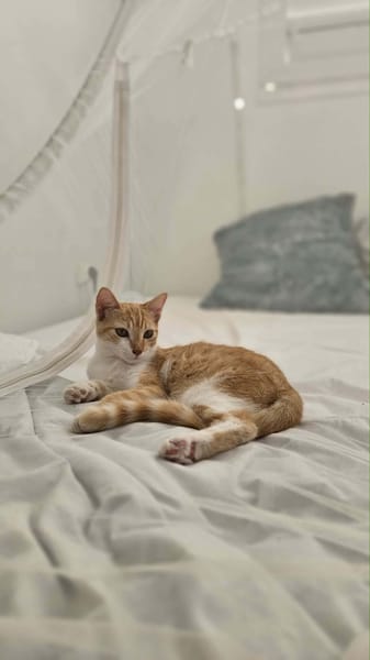 🐾 Bennie, femelle X européen née le 05/09/2025 🐱